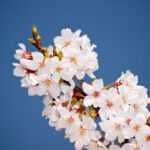 Đắm Chìm Trong Lễ Hội Hoa Anh Đào Trên Đảo Jeju Hàn Quốc