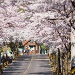 Đắm Chìm Trong Lễ Hội Hoa Anh Đào Trên Đảo Jeju Hàn Quốc